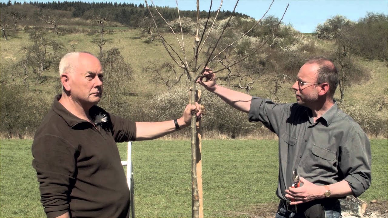 Obstbaum richtig schneiden Obstbaumschnitt, der Pflanzschnitt YouTube
