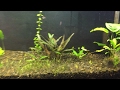 Planted aquarium live