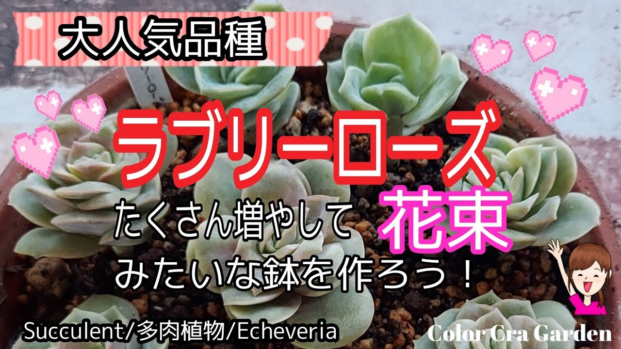 多肉植物】大人気品種!! ラブリーローズを花束みたいな鉢を目指して