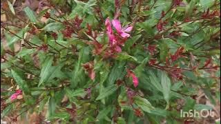 Plant spotlight series: Gaura (long blooming perennial)