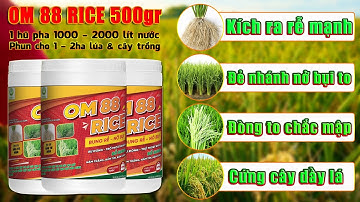 OM 88 Rice Phân thuốc kích rễ mạnh Đẻ nhánh nở bụi to, Đòng to chắc mập, Cứng cây dầy lá Cải tạo đất