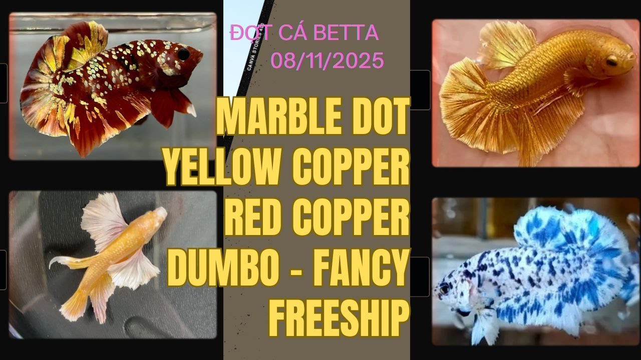 Đợt Cá Betta 8/11: Koi Red Yellow Copper, Marble Dot, Dumbo, Super Gold, Fancy FREESHIP