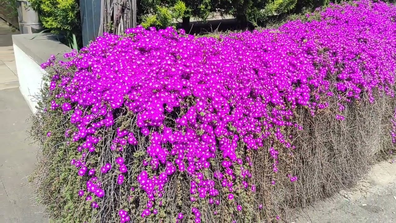 ✅Acem Halısı Çiçeği Bakımı