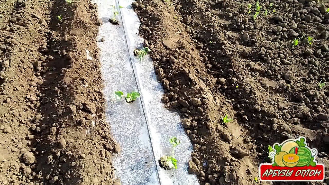 Посадка арбузов в открытый грунт семенами