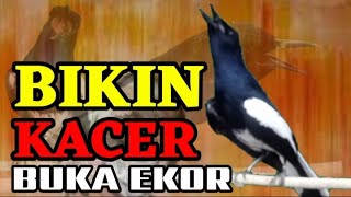 Pancingan kacer, masteran kacer durasi panjang Berjam jam!! Awas Nyaut!