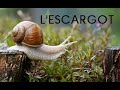 Lescargot documentaire