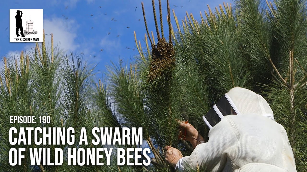 How To Catch A Swarm Of Wild Honey Bees The Bush Bee Man Gq Naija