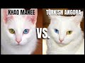 Khao Manee Cat VS. Turkish Angora Cat の動画、YouTube動画。