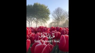 تلاوة هادئة وقصيرة | سورة الزمر | القارئ محمد طه الجنيد | 🌷💚🌷