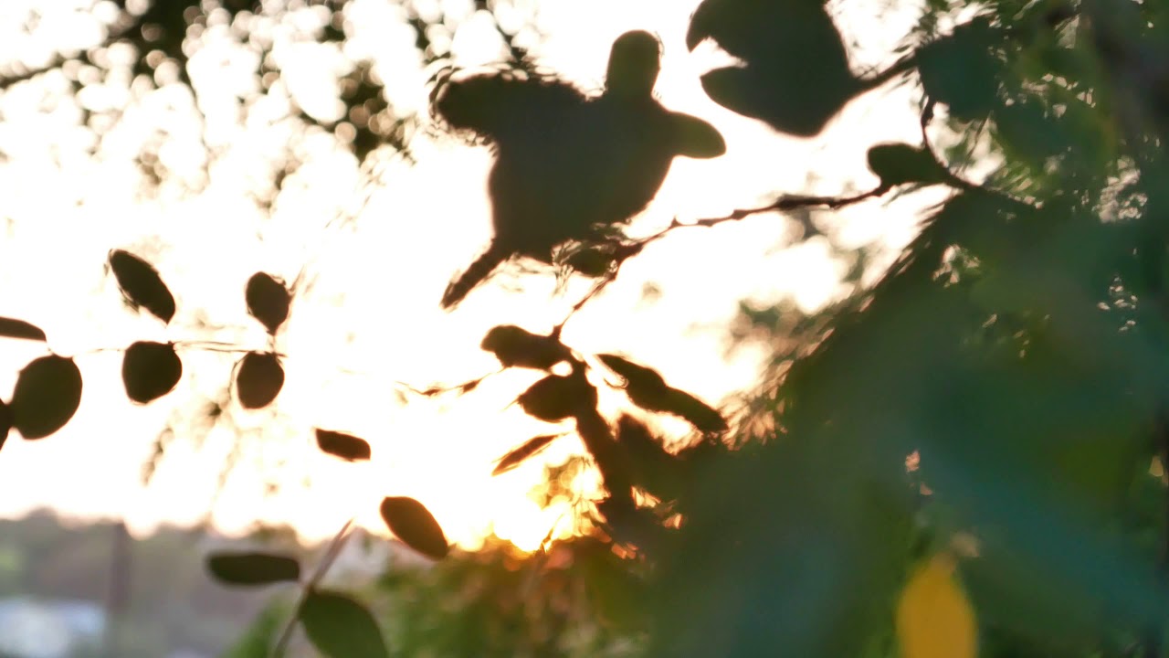 Sun leaves at sunset