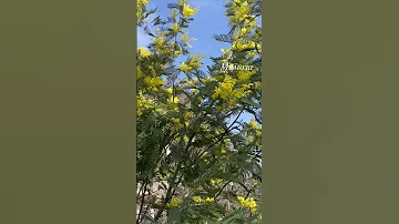 💛 В Крыму зацвела мимоза. Знали, что в Крыму можно найти цветущую мимозу?💐