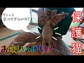 【保護猫 5日目】いっぱい食べて元気に成長中!てんちゃんと名付けた理由!