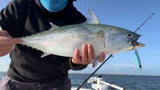 Ocean FRENZY of False Albacore out of Cape Lookout, North Carolina (NON STOP ACTION on light tackle)