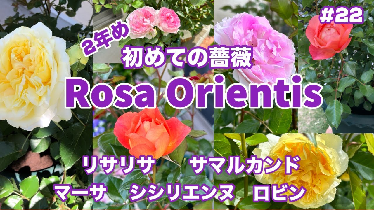 バラ初心者】#22 ロサオリエンティスの「リサリサ」と「サマルカンド