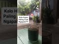 SAAT HUJAN ENAKNYA NGAPAIN?