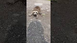 По пути нашёл того, кто станет его семьёй🦝