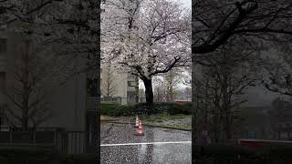 Beautiful sakura | Rain Rain Go Away #日本 #japan #visitjapan #pinkflower #tokyo #sakura