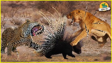 🌍 Cái Kết Thê Thảm Khi Báo Đốm Và Sư Tử Cố Gắng Tấn Công Nhím