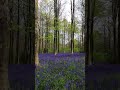 pov: you&rsquo;re a fairy in a bluebell wood 🧚🏻 #englishcountryside #bluebell #bluebells #fairytale