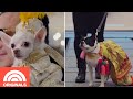 New york pet fashion shows most stylish animals  today originals