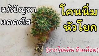 แก้ปัญหาแคคตัสต้นนิ่ม หัวโยก หัวคลอน [ดินหมดสภาพ & รากไม่ดูดน้ำ]