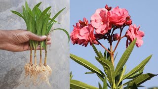 easiest way to grow oleander flower from cutting | oleander growing tips