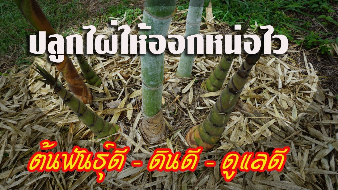 ปลูกไผ่ให้ออกหน่อไว ต้องอาศัย 3 องค์ประกอนี้