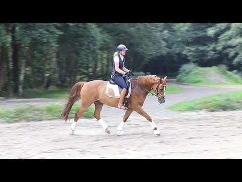 Äußere Anlehnung beim Reiten erarbeiten – Pferde in leichter Anlehnung trainieren