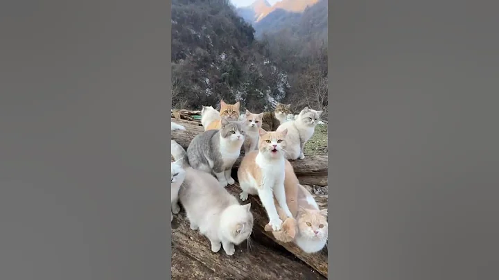 Watch the video about How cute are these little cats!