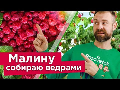 ХОТИТЕ КРУПНУЮ И СЛАДКУЮ МАЛИНУ? Проведите эти работы в АПРЕЛЕ, и урожай будет некуда девать!