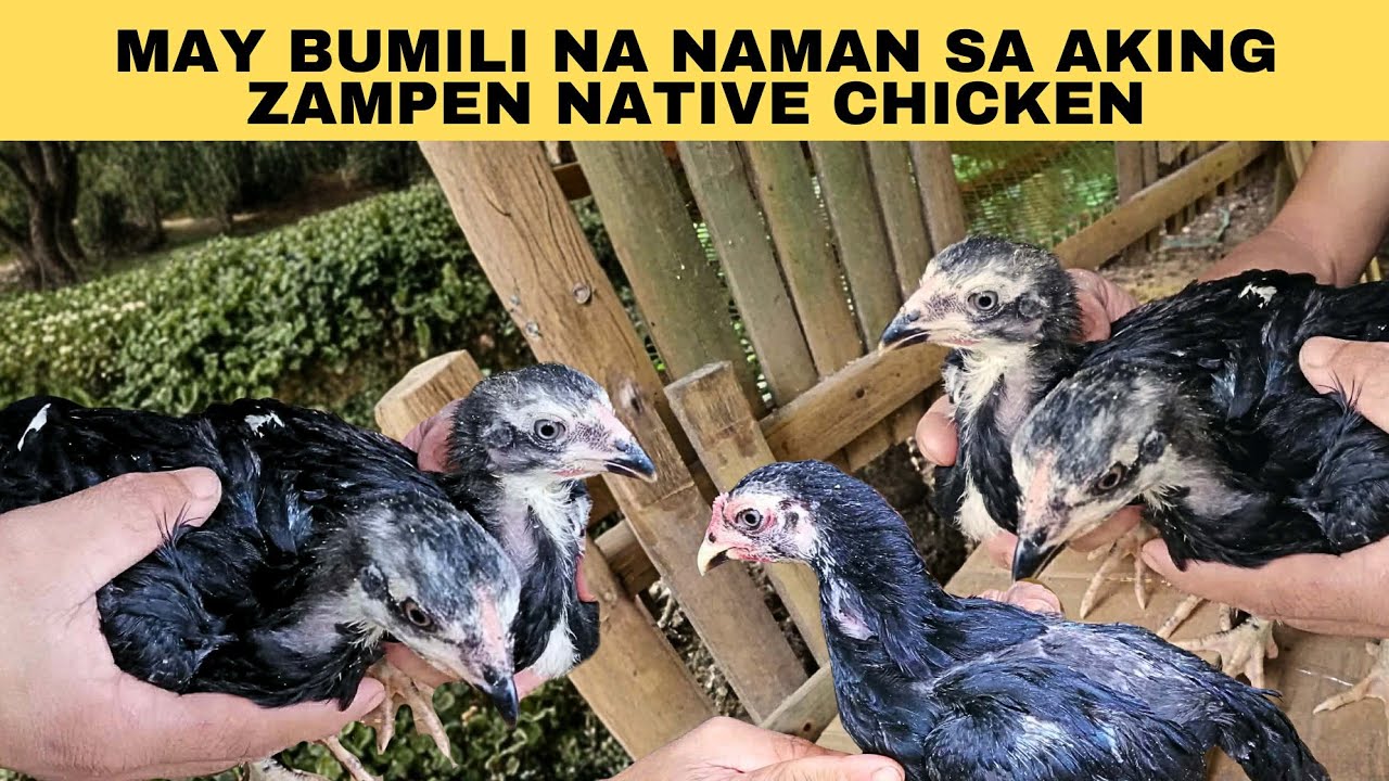 May bumili na naman sa aking zampen native chicken