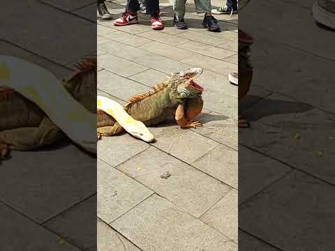 reptile ( ular