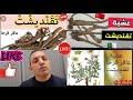 عشبة تقنديشت او عود القرح أو عاقر قرحا فوائده وأضراره وثمنه واستعماله في علاج البهاق أو البرص 