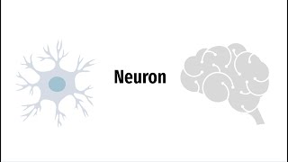 What is a Neuron?