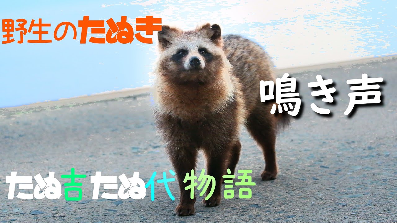 たぬき の 鳴き声