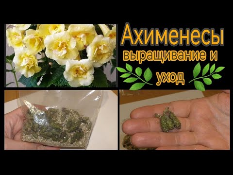 АХИМЕНЕСЫ. Пора сажать. Раскрываю секреты удачного выращивания 👌