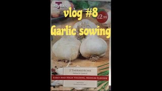 vlog #8   Garlic sowing