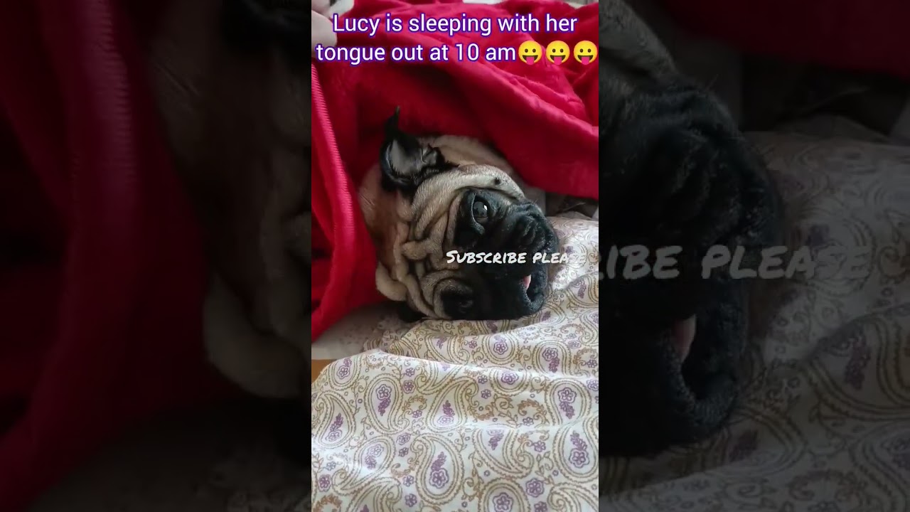Lucy is sleeping with her tongue out 😛😛😛 
