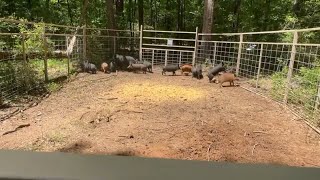 HOG TRAPPING