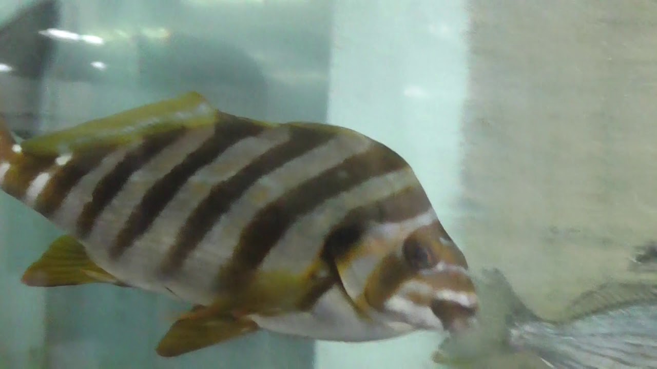 観賞用としては愛嬌があるタカノハダイ 釣太郎ブログ 観賞用としては愛嬌があるタカノハダイ 釣太郎ブログ