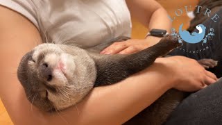 Otter Hugs Human Friend