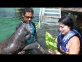 Why I Love Cozumel - Cozumel Manatee Discovery