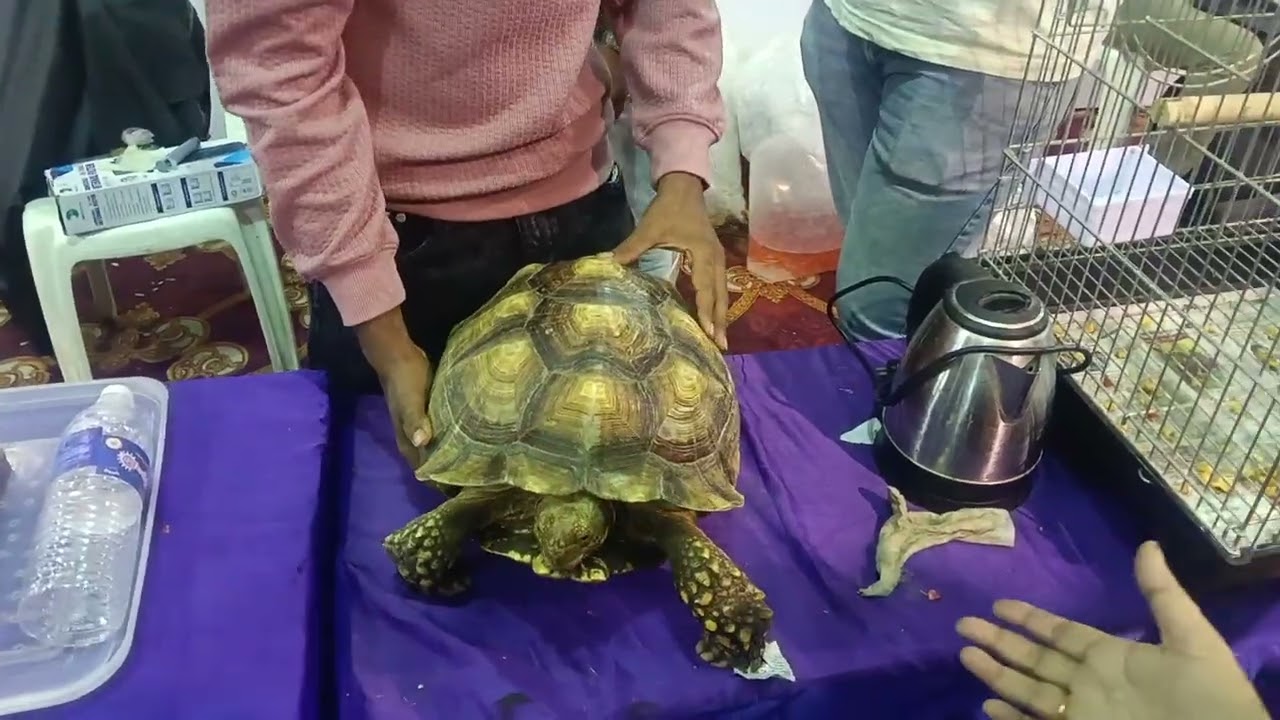 Paw festival tortoise