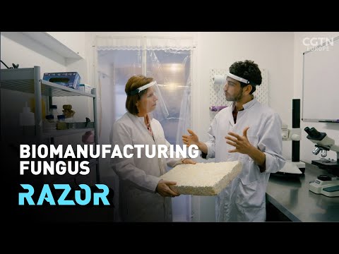 The magic mushrooms that can heat homes and eat plastic: #RAZOR full episode