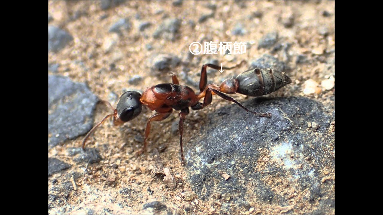 激レア!! ★ハワイのアリvol.4 Hawaiian Ant★細長く美しい新女王アリ【アリ観察】【昆虫観察】動画<オアフ島>Ant