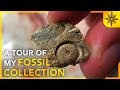 A Tour Of My Fossil Collection