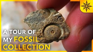 A Tour Of My Fossil Collection