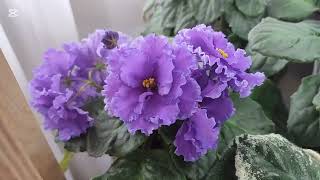 Самый большой обзор сортов коллекции стандартных фиалок