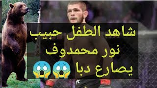 البطل العالمي للوزن الخفيف في المصارعه المختلطة حبيب نور محمدوف يصارع دبا 