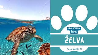 Kraljestvo Živali - Želva Vodne Živali Živali V Morju